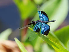Rhyothemis resplendens