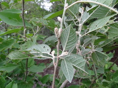 Croton axillaris
