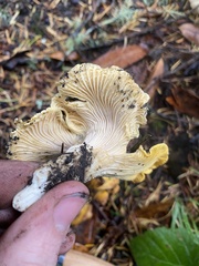 Cantharellus cascadensis