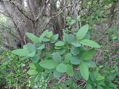 Karwinskia humboldtiana