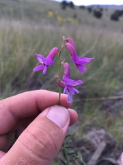 Astragalus flexuosus