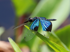 Rhyothemis resplendens