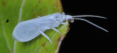 Conwentzia