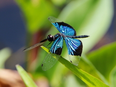 Rhyothemis resplendens