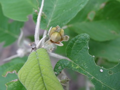 Croton axillaris