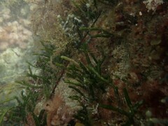 Caulerpa simpliciuscula