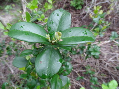 Myrcianthes fragrans