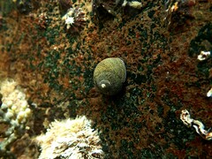 Chlorodiloma odontis