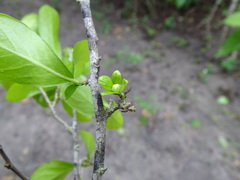 Diospyros palmeri
