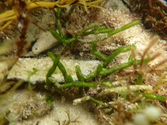 Caulerpa simpliciuscula