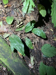 Cremastra appendiculata