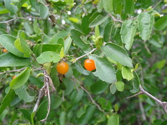 Celtis pallida
