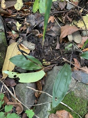 Cremastra appendiculata