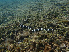 Laticauda saintgironsi