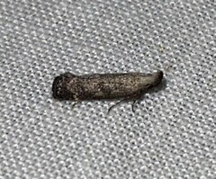 Dichomeris inversella