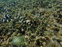 Laticauda saintgironsi