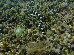 Laticauda saintgironsi