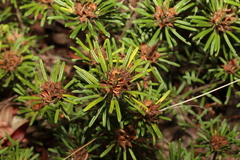 Pultenaea petiolaris