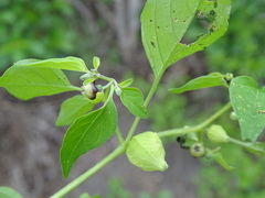 Physalis solanacea