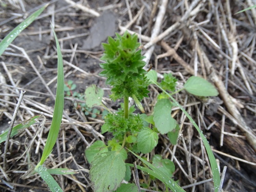 Image of Acalypha poiretii by (c) Alexis López Hernández, some rights reserved (CC BY)