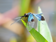 Rhyothemis resplendens