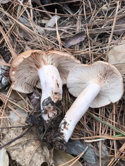 Lactarius imperceptus