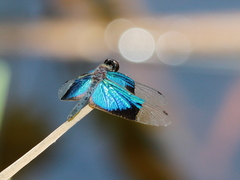 Rhyothemis resplendens