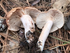 Lactarius imperceptus