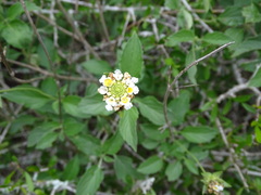 Lantana achyranthifolia