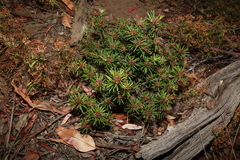 Pultenaea petiolaris