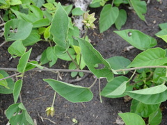 Jacquemontia pentanthos