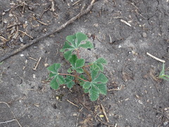 Cochlospermum wrightii
