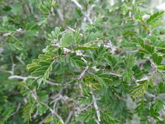 Chamaecrista greggii