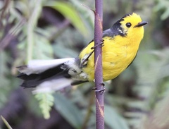 Myioborus ornatus