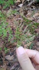 Cheilanthes tenuifolia