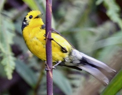 Myioborus ornatus