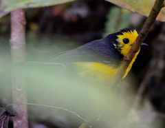 Myioborus ornatus