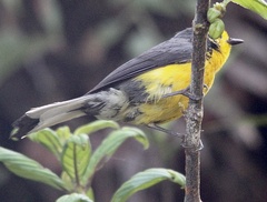 Myioborus ornatus