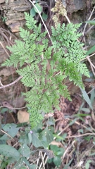 Cheilanthes tenuifolia