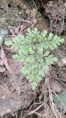 Cheilanthes tenuifolia