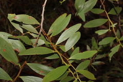 Acacia complanata