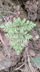 Cheilanthes tenuifolia
