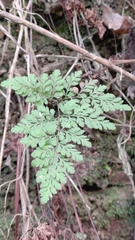 Cheilanthes tenuifolia