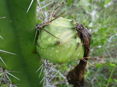 Acanthocereus tetragonus