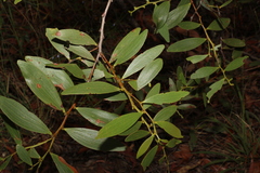Acacia complanata
