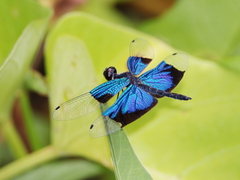 Rhyothemis resplendens