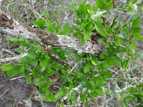 Image of Adelia vaseyi by (c) Alexis López Hernández, some rights reserved (CC BY)