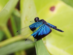 Rhyothemis resplendens