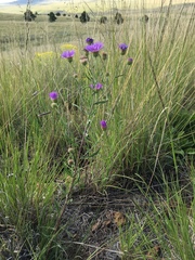 Dieteria bigelovii