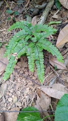 Adiantum flabellulatum